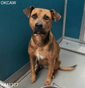 ROSIE -  Black Mouth Cur and Mixed Breed Dog for Adoption in Oklahoma City, Oklahoma - ROSIE | PetCurious