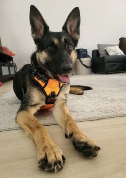 Erica -  German Shepherd Dog Dog for Adoption in Davis, California - Erica | PetCurious