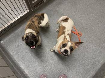 CAMMIE -  French Bulldog and Pug Dog for Adoption in Tustin, California - CAMMIE | PetCurious