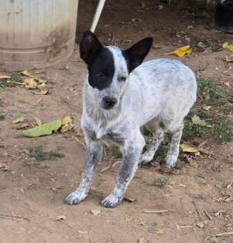 Lexus -  Australian Cattle Dog Blue Heeler and Border Collie Dog for Adoption in Paso Robles, California - Lexus | PetCurious