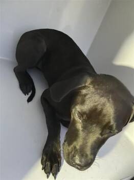 A662422 -  Pit Bull Terrier and Mixed Breed Dog for Adoption in Houston, Texas - A662422 | PetCurious