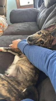 Rescue Mixed Breed Dogs for Adoption in De Pere, Wisconsin - Duke | PetCurious