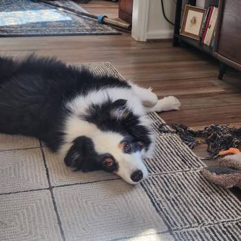 Rocky -  Australian Shepherd Dog for Adoption in Alexandria, Virginia - Rocky | PetCurious