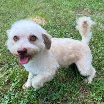Vega -  Miniature Poodle and Shih Tzu Dog for Adoption in Houston, Texas - Vega | PetCurious