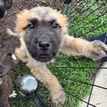 Aspen -  Great Pyrenees and Anatolian Shepherd Dog for Adoption in Anderson, Texas - Aspen | PetCurious