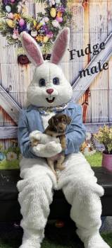 Beagle Dogs Available for Adoption in Kutztown, Pennsylvania - Fudge (m) Biscuit (f) | PetCurious