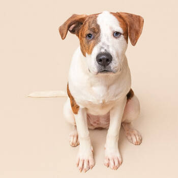 Rescue Pit Bull Terrier Dogs for Adoption in Corsicana, Texas - Cade P45566 | PetCurious