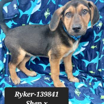 German Shepherd Dog Dogs Available for Adoption - Ryker | PetCurious