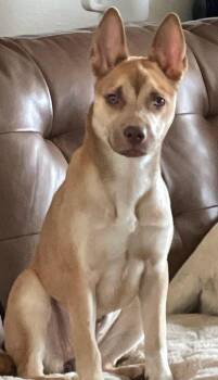 Hope -  German Shepherd Dog and American Staffordshire Terrier Dog for Adoption in Sedalia, Colorado - Hope | PetCurious