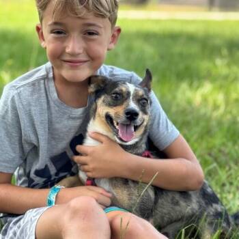 Scout Hero Tiny Family Guy -  Corgi and Australian Shepherd Dog for Adoption in Friendswood, Texas - Scout Hero Tiny Family Guy | PetCurious