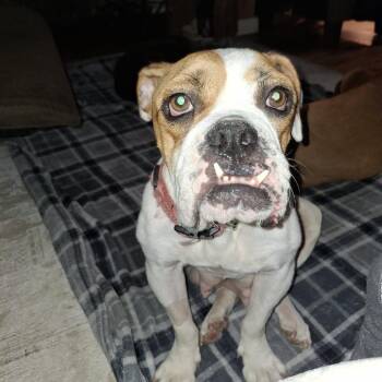 Roxanne -  English Bulldog Dog for Adoption in Wadena, Minnesota - Roxanne | PetCurious