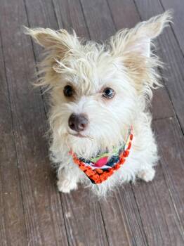 POPCORN -  Terrier Dog for Adoption - POPCORN | PetCurious