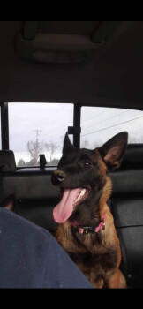 Rescue Belgian Shepherd Malinois Dogs for Adoption in Imlay City, Michigan - Boozy Brood - Atsi'tsak:ion (Sky Woman)- Located In Virginia | PetCurious