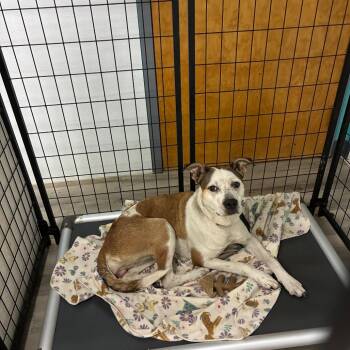 BFF -  Pit Bull Terrier Dog for Adoption in St. Louis, Missouri - BFF | PetCurious