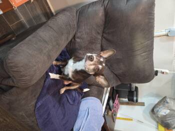 Chihuahua Dogs Available for Adoption in Draper, Virginia - Gracie | PetCurious