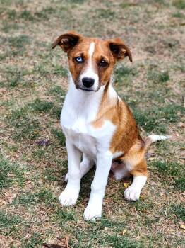 Australian Shepherd and Cattle Dog Dogs Available for Adoption in Lafayette, Colorado - Maple | PetCurious