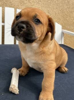 Rescue French Bulldog Dogs for Adoption in Lake Forest, California - Hugo - Adopt Me! | PetCurious