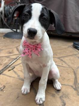 Terrier Dogs Available for Adoption - Cowgirl | PetCurious