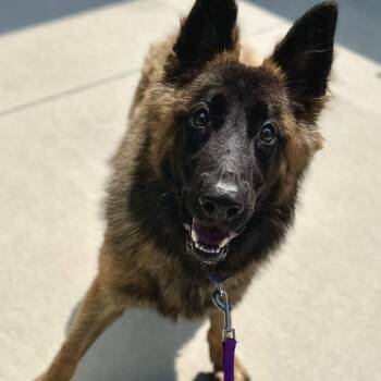 Lassie -  Shepherd Dog for Adoption in Matteson, Illinois - Lassie | PetCurious