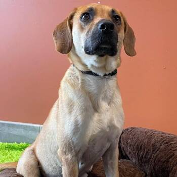 Miami -  Hound Dog for Adoption in Springdale, Arkansas - Miami | PetCurious