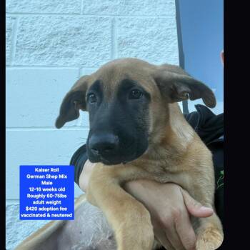Kaiser Roll -  German Shepherd Dog Dog for Adoption in Oviedo, Florida - Kaiser Roll | PetCurious