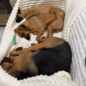 Bree (Bonded to Laura) -  Rhodesian Ridgeback and Irish Terrier Dog for Adoption in Abbotsford, British Columbia - Bree (Bonded To Laura) | PetCurious