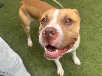 Chase -  Mixed Breed Dog for Adoption in New York, New York - Chase | PetCurious