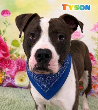 Mixed Breed Dogs Available for Adoption in Flint, Michigan - Tyson | PetCurious
