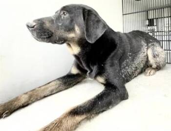 A657947 -  Labrador Retriever and Mixed Breed Dog for Adoption in Houston, Texas - A657947 | PetCurious