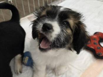 Terrier and Mixed Breed Dogs Available for Adoption - TEDDY | PetCurious