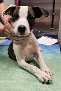 HARGROVE -  Pit Bull Terrier and Mixed Breed Dog for Adoption - HARGROVE | PetCurious