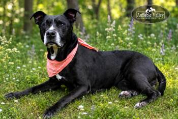 Wendy -  Mixed Breed Dog for Adoption in Grayling, Michigan - Wendy | PetCurious