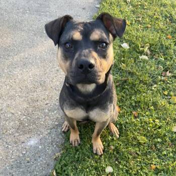 Rescue Shepherd and Terrier Dogs for Adoption in Plainfield, Illinois - Snickers | PetCurious