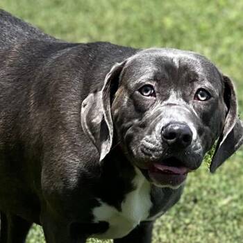 Carmenia -  Labrador Retriever and Weimaraner Dog for Adoption in East St. Louis, Illinois - Carmenia | PetCurious
