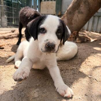 Mixed Breed Dogs Available for Adoption in Vaughan, Ontario - Benedict | PetCurious