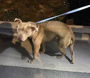 Mixed Breed Dogs Available for Adoption in Nashville, Tennessee - Chickpea | PetCurious