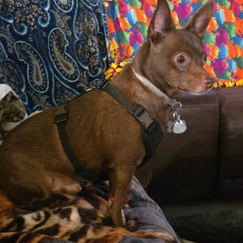 Chihuahua Dogs Available for Adoption - George | PetCurious