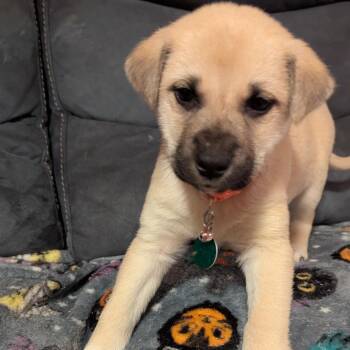 Mixed Breed Dogs Available for Adoption - Liza | PetCurious