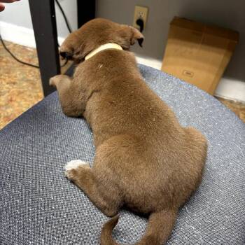 Glory -  Labrador Retriever Dog for Adoption in Mount Pleasant, Texas - Glory | PetCurious