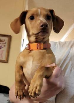 Churro -  Dachshund and Chihuahua Dog for Adoption in Pottstown, Pennsylvania - Churro | PetCurious