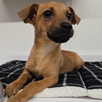 Chihuahua Dogs Available for Adoption - Carson | PetCurious