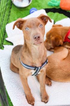 Shepherd Dogs Available for Adoption - Blu | PetCurious