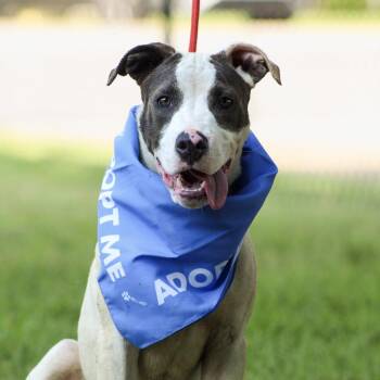 Jump -  Pit Bull Terrier Dog for Adoption in Columbia, South Carolina - Jump | PetCurious