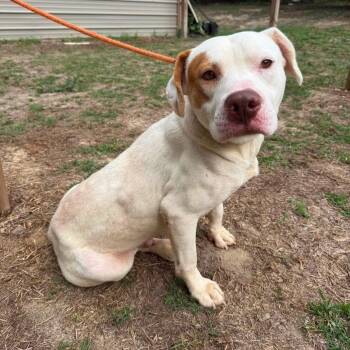 Brooks -  Mixed Breed Dog for Adoption in Wando, South Carolina - Brooks | PetCurious