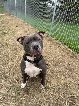 Pit Bull Terrier Dogs Available for Adoption in Marion, Ohio - River | PetCurious