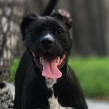 Rescue Pit Bull Terrier and Mixed Breed Dogs for Adoption in Lemont, Illinois - Zena | PetCurious