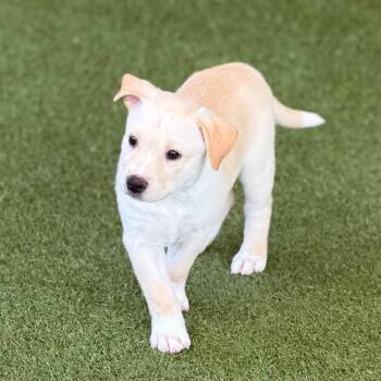 Labrador Retriever and Husky Dogs Available for Adoption in West Palm Beach, Florida - KOALA | PetCurious