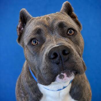 Gordo -  Cane Corso and American Bulldog Dog for Adoption in Mankato, Minnesota - Gordo | PetCurious
