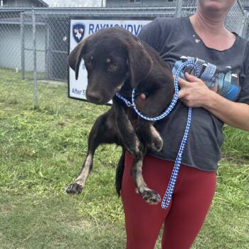 Bailey -  Mixed Breed Dog for Adoption in Austin, Texas - Bailey | PetCurious