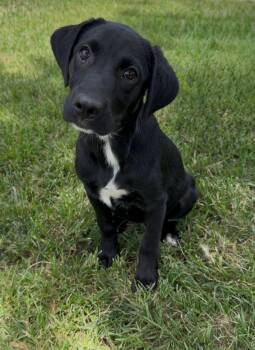 A429770 -  Labrador Retriever and Mixed Breed Dog for Adoption in Conroe, Texas - A429770 | PetCurious